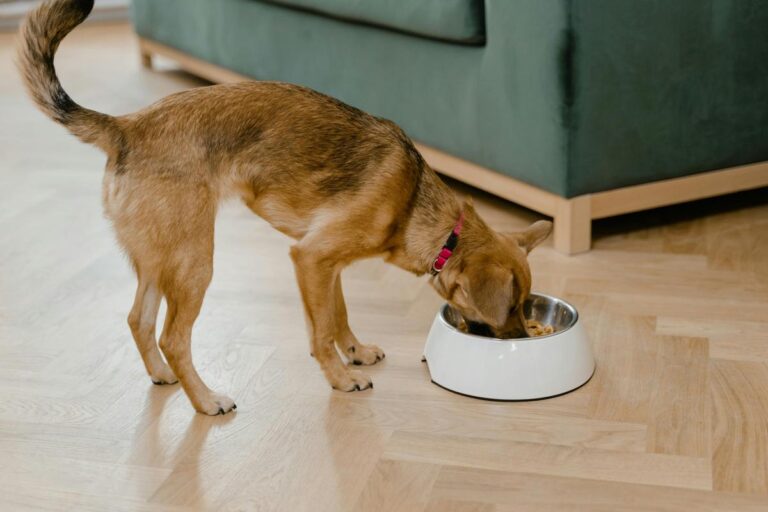 Are Dog Bowls All the Same? Which One to Pick?